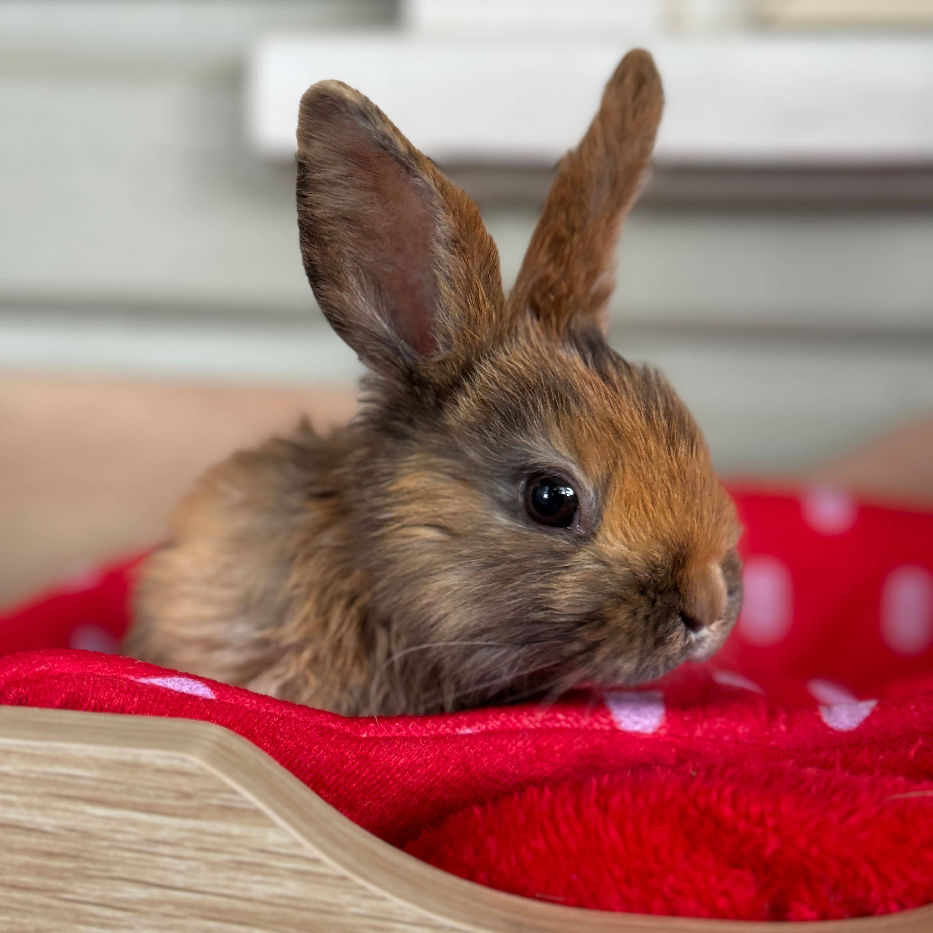 Cocoa - Rabbit_profile_photo (1).jpg